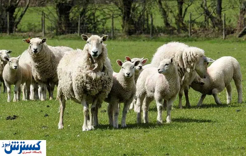 جنجال بر سر فروش گوسفند با کارت ملی / ماجرا چه بود؟