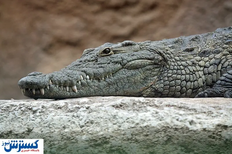 قیمت نجومی کروکودیل / تمساح ۳ ساله چند؟