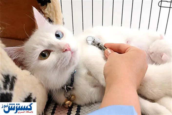 اجاره مطب های دامپزشکی ۱۰۰ میلیون تومانی شد / حق ویزیت گربه چند؟