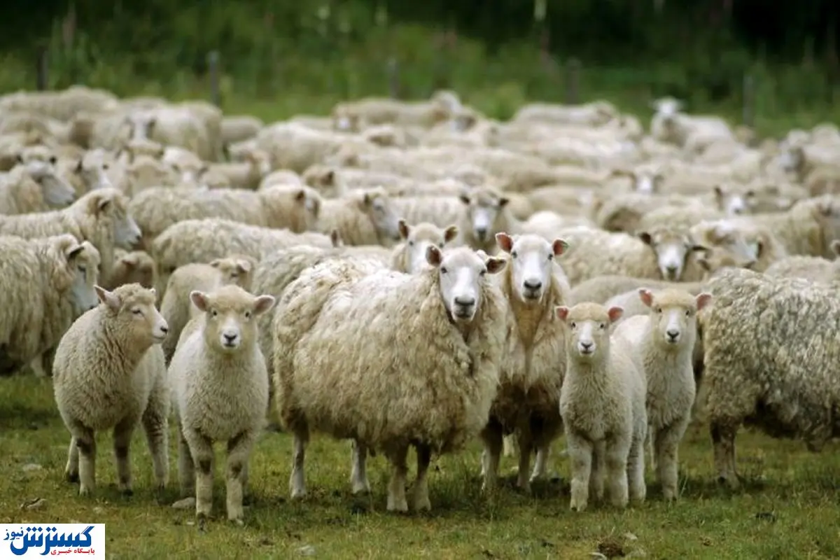 قیمت دام زنده در آستانه عید قربان / خوش به حال حاجی های این شهر شد