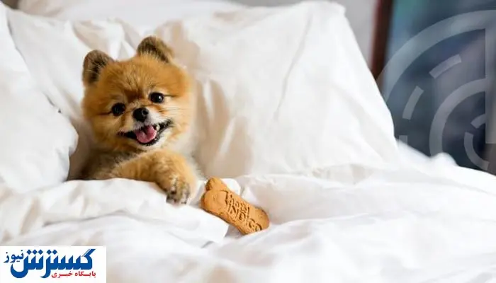 قیمت پانسیون حیوانات | دستمزد این حرفه چقدر است؟