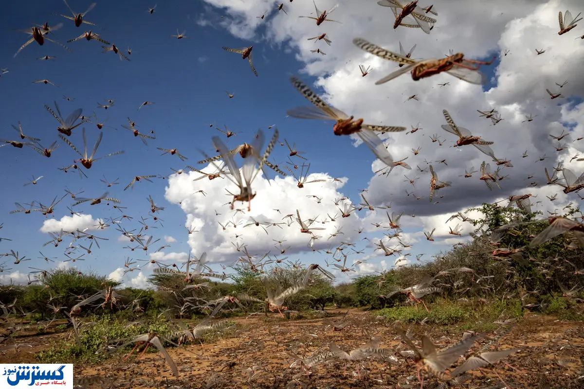 حمله ملخ صحرایی به ایران / کشاورزان به هوش باشند!