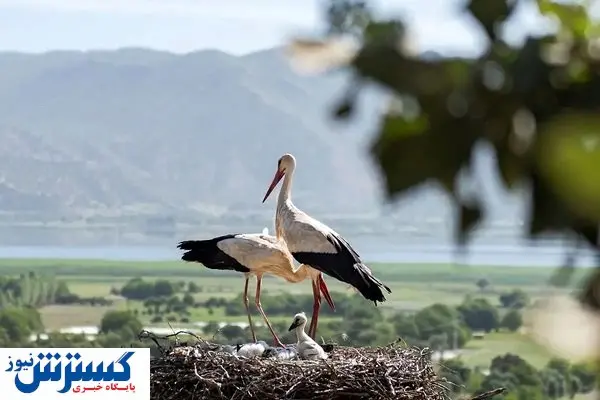 به کوشش مردم محلی کردستان | زیستگاه لک لک ها ثبت ملی شده