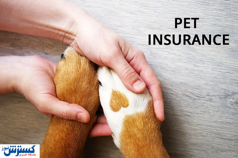 صاحبان حیوانات خانگی بخوانند | با خیال راحت پت خود را بیمه کنید!
