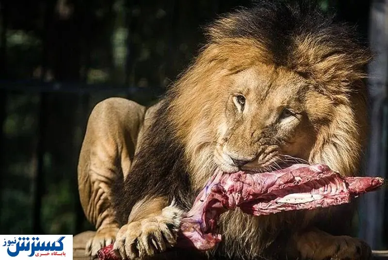 حیوان۷۲ساله در باغ وحش ارم | گله جوان شامپانزه ها در راه ایران هستند