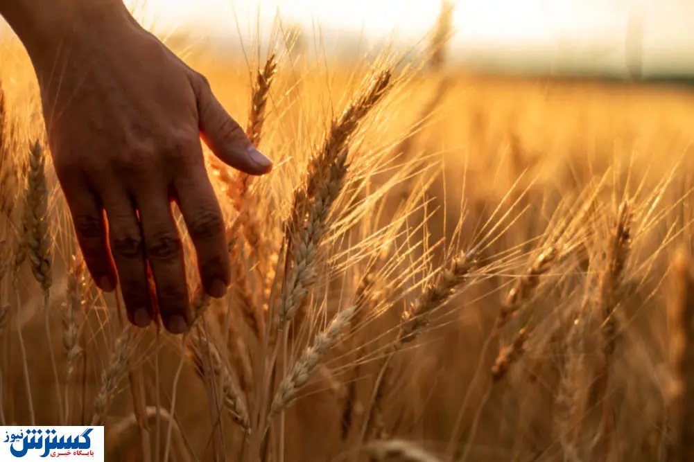 قیمت خرید تضمینی گندم به کجا رسید؟