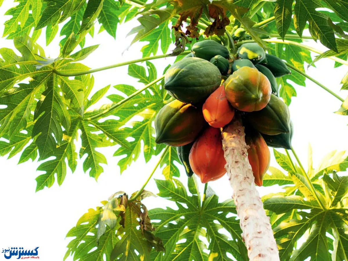 رونمایی از میوه پاپایا در ایران | کدام استان پیش قدم کشت شد؟