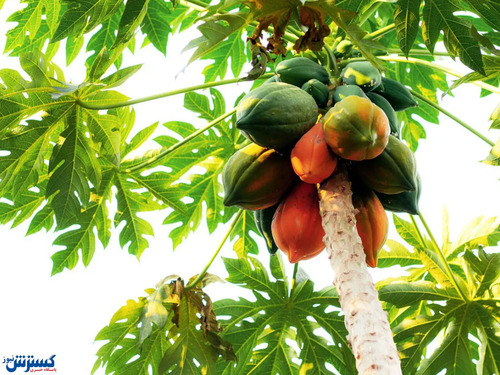 رونمایی از میوه پاپایا در ایران | کدام استان پیش قدم کشت شد؟