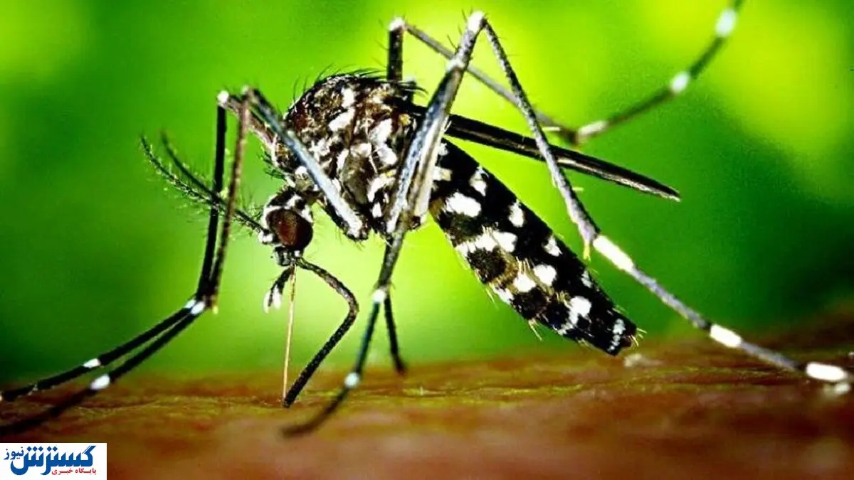افزایش شمار مبتلایان تب دنگی | با علائم این بیماری آشنا شوید