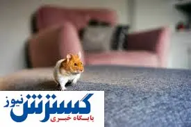 خبرهای خوب از طرف همستر کامبت | صرافی بایننس میزبان همستر می شود