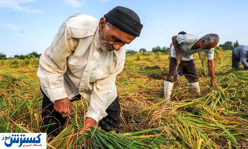 کشاورزان همچنان چشم انتظار قیمتگذاری محصولات !