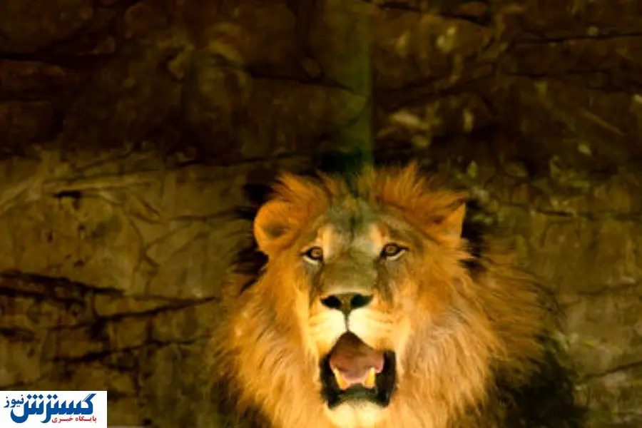 قدرت باورنکردنی شیر نر باغ وحش ارم | او همه را شگفت‌ زده کرد!