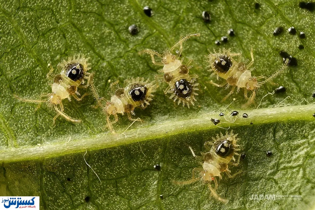 حشره سنک مهمان ناخوانده ایرانی ها شد | کدام کشور همسایه مقصر؟