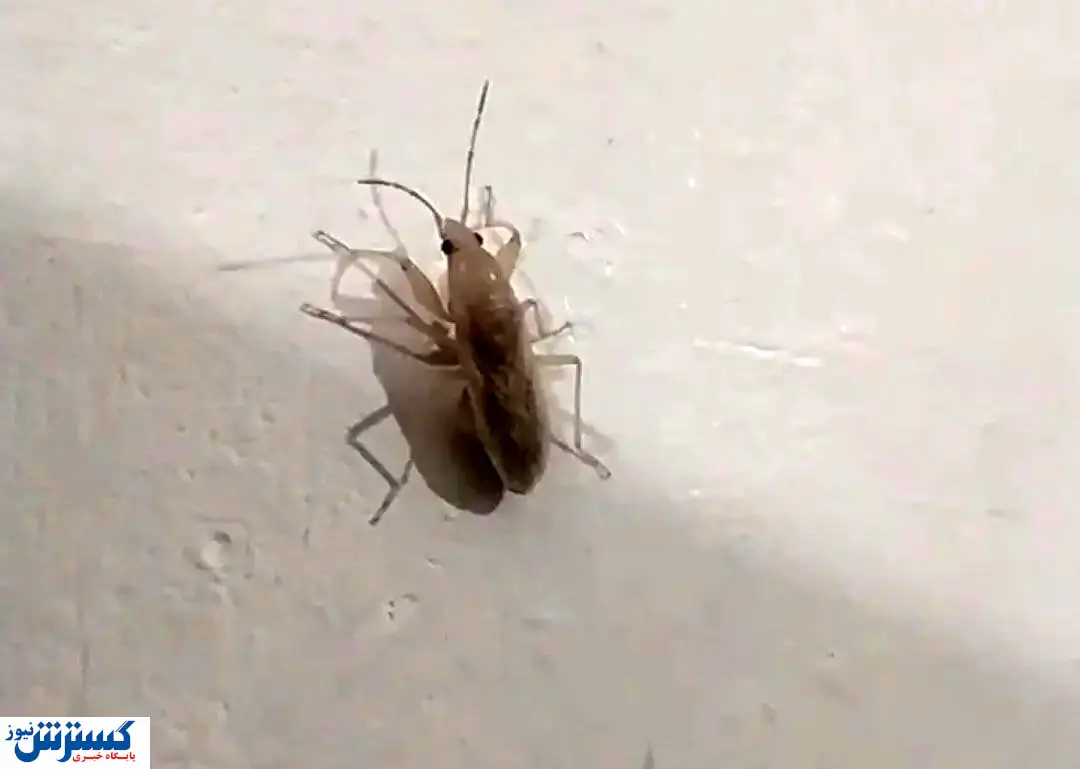 هجوم عجیب و غریب حشره سنک به شهر مشهد + فیلم