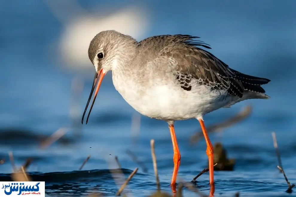 عکس های منتخب حیات وحش هفته