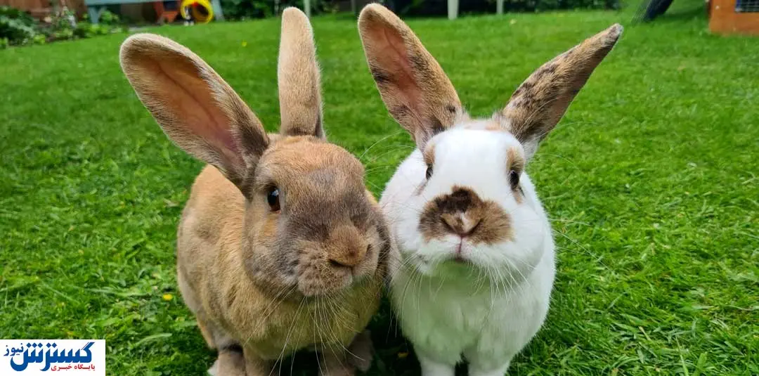 قیمت خرگوش گوشتی ۱۴ مهر ۱۴۰۳ / صادرات این حیوان رونق دارد
