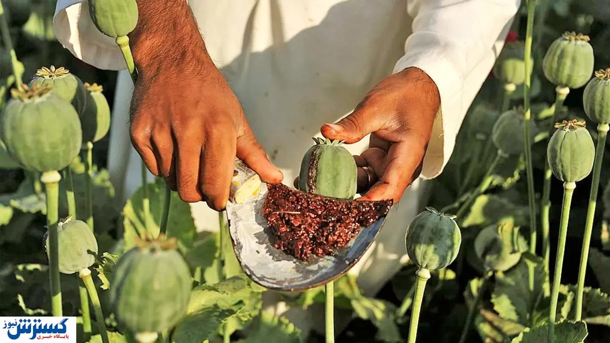 تریاک هم قیمت پراید شد! | طالبان پول پارو می کند