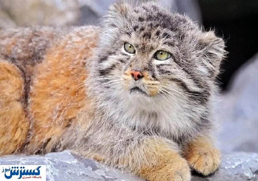 خبر بد برای فعالان محیط زیست | یک قلاده گربه پالاس شیروان تلف شد!