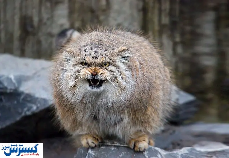 گربه پالاس شیران تلف شد | نادرترین گونه گربه ایران جان داد