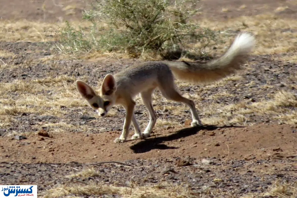 روباه شنی دوباره دیده شد +عکس