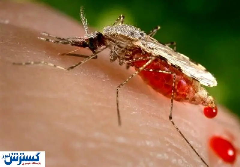 هشدار دوباره به مردم | تب دنگی باز هم اوج گرفت!