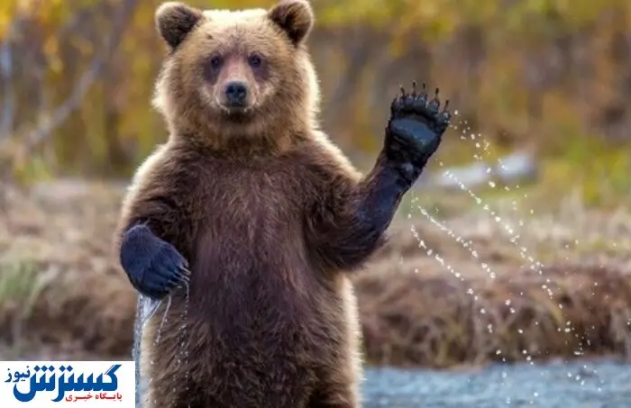 خبر خوش از جنگل های رامسر | خرس قهوه ای و توله اش خودی نشان دادند! +فیلم