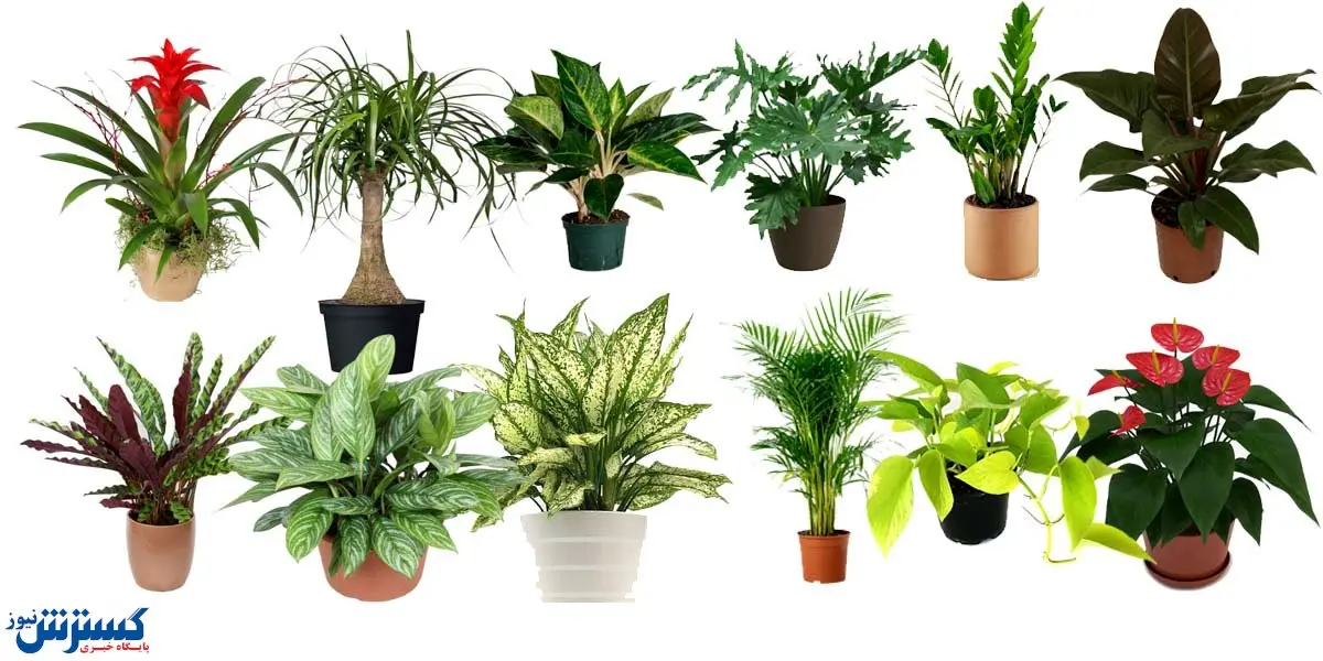 عکس انواع گل آپارتمانی با اسم | کدام گیاه ها مناسب فصل پاییز هستند؟