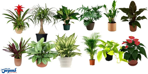 عکس انواع گل آپارتمانی با اسم | کدام گیاه ها مناسب فصل پاییز هستند؟