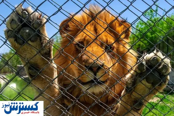 انقلاب در صنعت گردشگری ایران | جایی که انسان ها در قفس هستند!