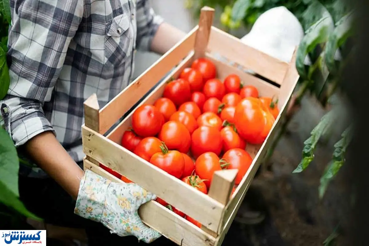 گوجه به وفور تولید شده را گران می فروشند! | دولت دست به کار می شود؟