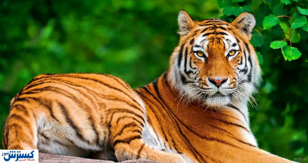 ببر مازندران به چرخه طبیعت بازگشت؟