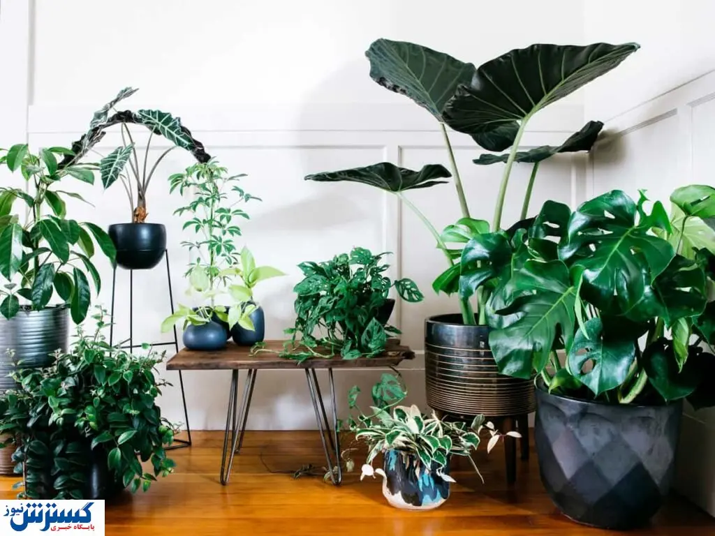 پرفروش ترین گل های آپارتمانی + عکس و قیمت