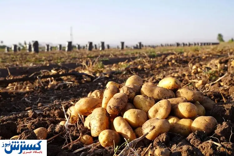 قیمت سیب زمینی در این تاریخ ارزان می شود | خرید میوه نوبرانه آرزو شد؟