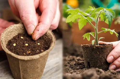 رشد چشمگیر خرید عمده بذر و تأثیر آن بر قیمت محصولات کشاورزی