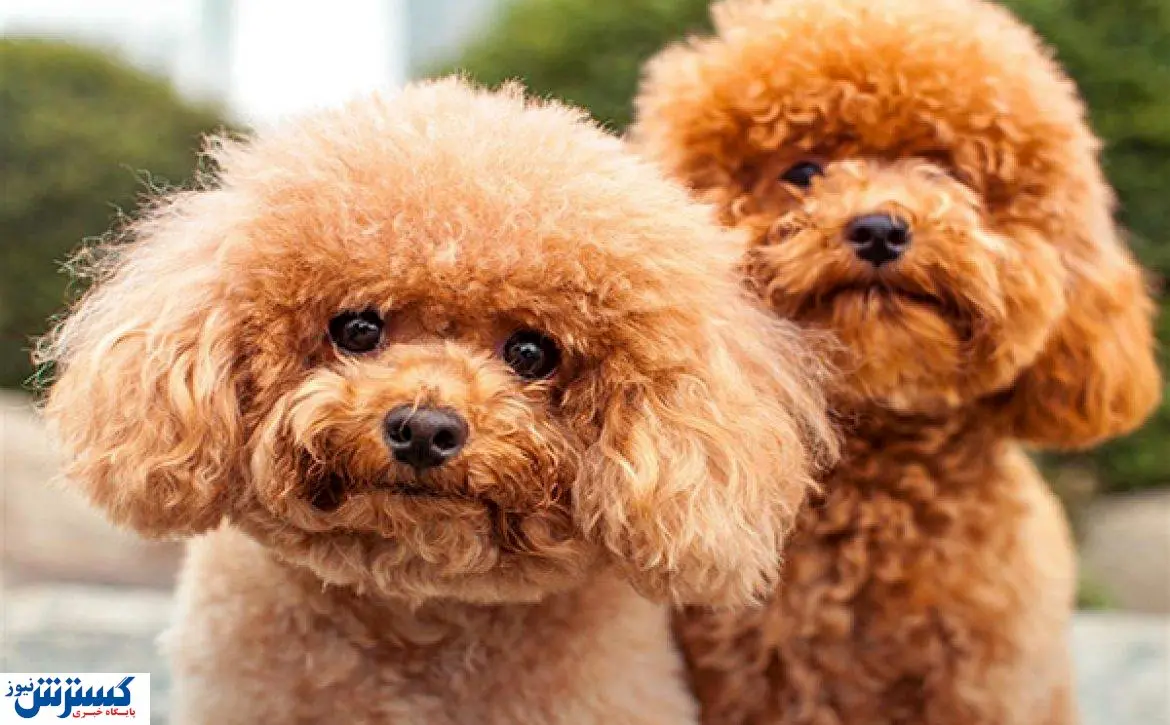 هزینه عمل فتق ناف سگ | آیا بیمه حیوانات خانگی کمک می‌کند؟