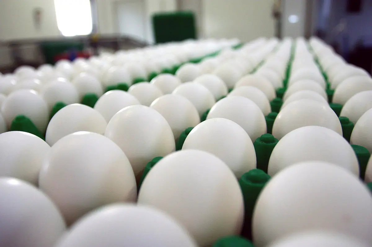 افغانستانی ها بازار تخم مرغ را به آتش کشیدند