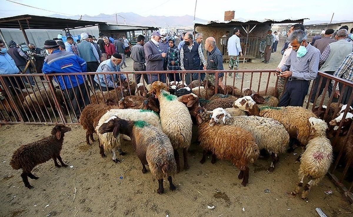 قیمت جدید دام‌ زنده ۱۸ دی‌ ماه ۱۴۰۴ | گوسفند چند؟