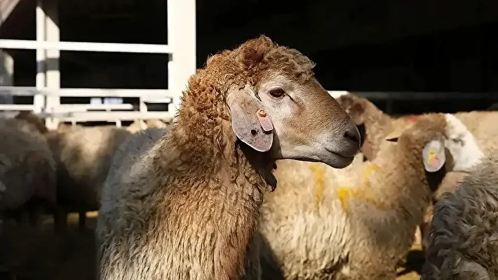 سقوط شدید قیمت دام زنده/ ارزانی به بازار گوشت رسید؟