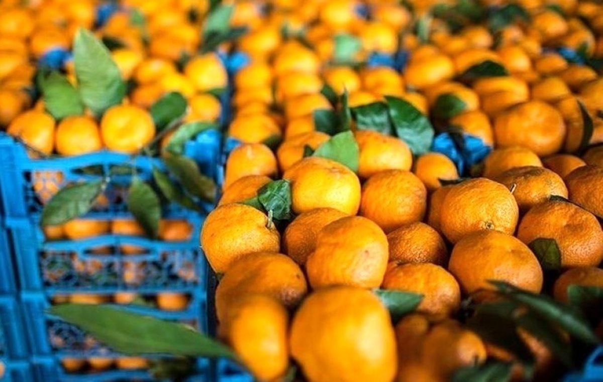 فاجعه در حملونقل کشور؛ نارنگیها پشت مرز در حال خراب شدناند