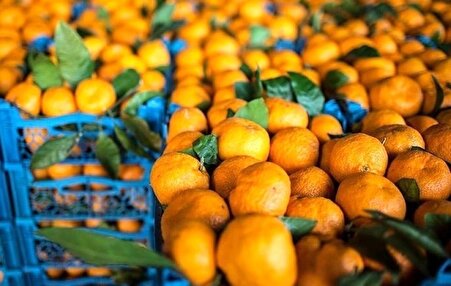 فاجعه در حمل‌ونقل کشور؛ نارنگی‌ها پشت مرز در حال خراب شدن‌اند