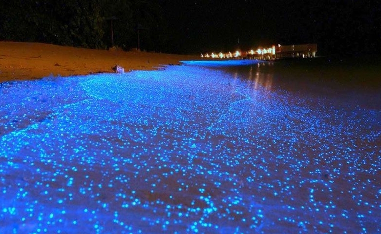 تولیدی تولیدی