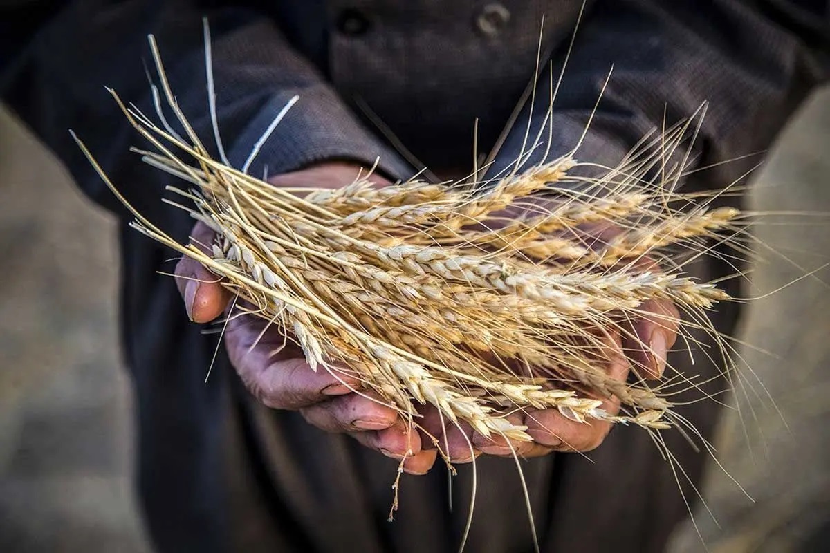 وعده جدید دولت به گندمکاران | گندم به قیمت بالاتر خریداری می شود
