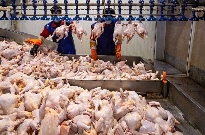 قیمت جدید مرغ در ۸ بهمن |  بازار آرام شد؟