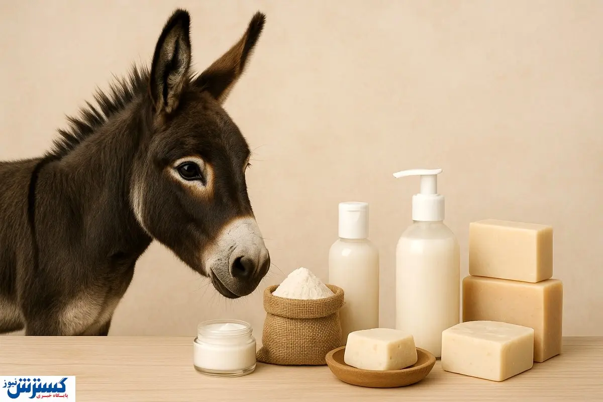 شیر الاغ، طلا شد!