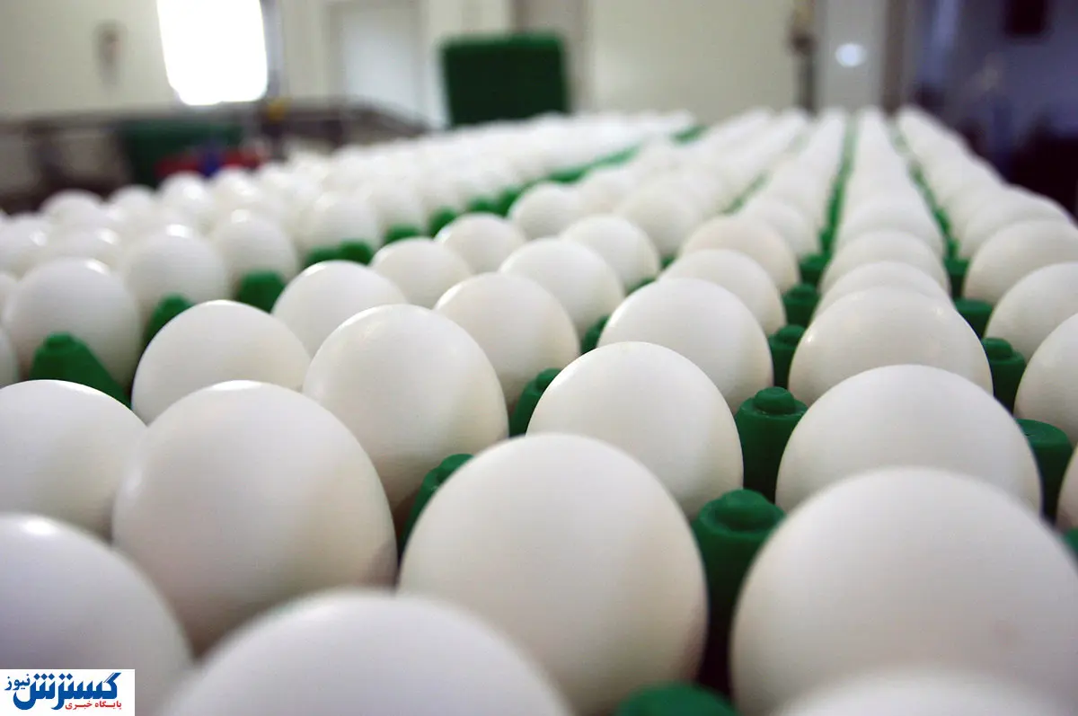 قیمت رسمی تخم مرغ صدای مرغداران را درآورد (۲۹ اردیبهشت)