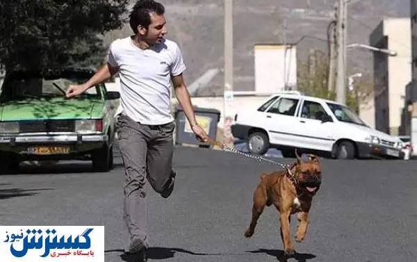 شهر برای صاحبان سگ خانگی نا امن شد