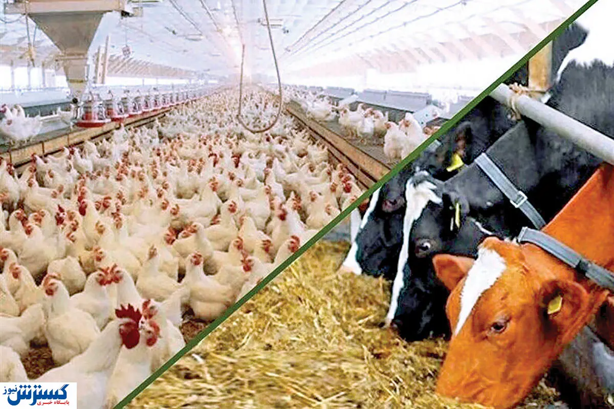 وضعیت نهاده های دام و طیور در ۲۵ خرداد اعلام شد