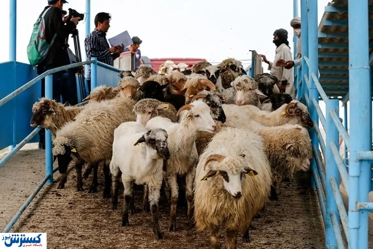 سقف و کف قیمت دام زنده اعلام شد (۱۲ مرداد ۱۴۰۴)