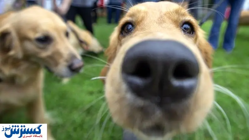 واردات سگ و گربه برای دولت مهم تر از کالاهای اساسی شد