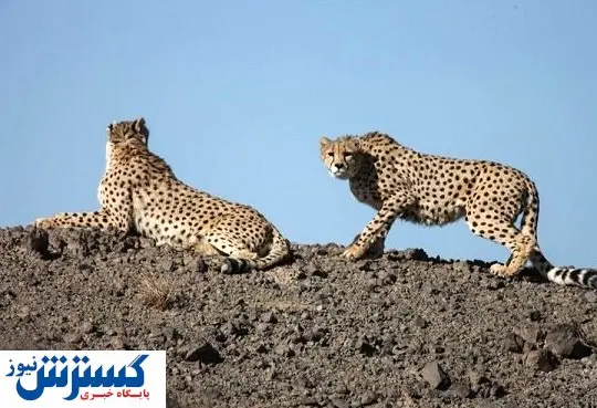 یوزپلنگ آسیایی توران | توله بازمانده هلیا شناسایی شد